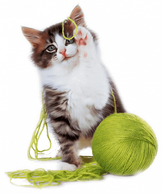 cat-announcement